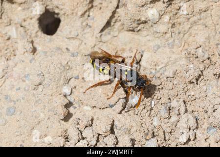 Wiesen-Wespenbiene, Wespenbiene, Kuckucksbiene, Wespen-Biene, Kuckucks-Biene, Weibchen, Nomada marshamella, nomade di Marsham, ape nomade di Marsham, fema Foto Stock