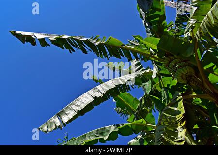 Foglie di banana e cielo blu Foto Stock