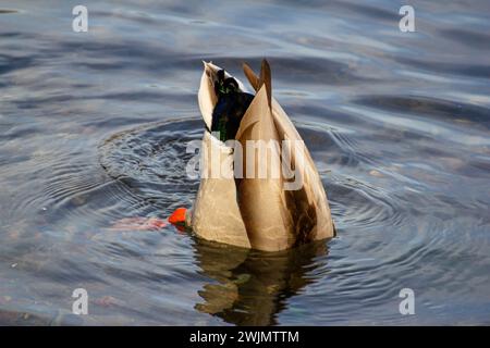 Anatra mallard sul lago Verbano Foto Stock