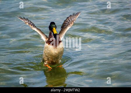 Anatra mallard sul lago Verbano Foto Stock