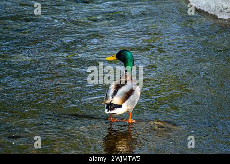 Anatra mallard sul lago Verbano Foto Stock