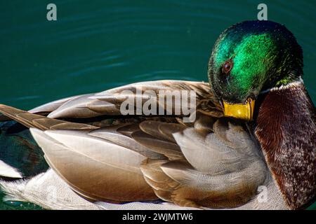 Anatra mallard sul lago Verbano Foto Stock