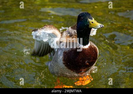 Anatra mallard sul lago Verbano Foto Stock