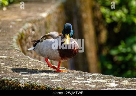 Anatra mallard sul lago Verbano Foto Stock