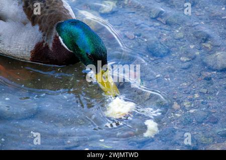 Anatra mallard sul lago Verbano Foto Stock