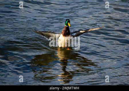 Anatra mallard sul lago Verbano Foto Stock