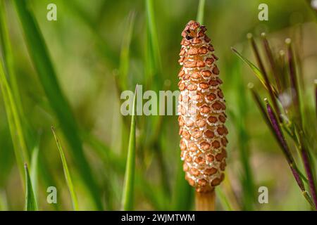 Equisetum telmateia Foto Stock