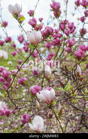 Ramo d'albero in fiore con Magnolia soulangeana bianca, fiori Alba superba in parco o giardino su sfondo verde con spazio fotocopie. Natura, floreale, gard Foto Stock