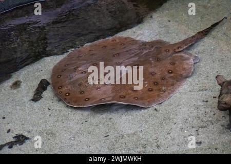 Stingray nuota su un fondo sabbioso da vicino Foto Stock