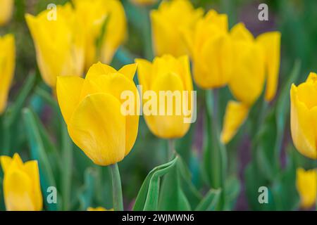 Fiore di tulipani giallo primo piano con foglie verdi che fioriscono in un prato, parco, aiuole all'aperto. Giornata mondiale dei tulipani. Campo di tulipani, natura, primavera, ba floreale Foto Stock