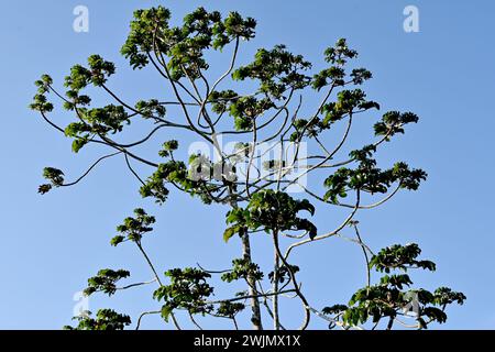 Volcán MIRAVALLES, PROVINCIA di ALUAJUELA, COSTA RICA: Cecropia peltata a Volcán Miravalles nella provincia di Aluajuela, Costa Rica. Foto Stock