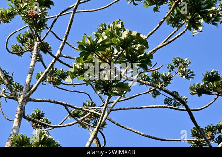 Volcán MIRAVALLES, PROVINCIA di ALUAJUELA, COSTA RICA: Cecropia peltata a Volcán Miravalles nella provincia di Aluajuela, Costa Rica. Foto Stock