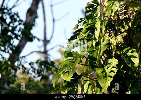 Volcán MIRAVALLES, PROVINCIA di ALUAJUELA, COSTA RICA: Piante di Monstera adansonii (a/k/a Swiss Cheese Plant) nella giungla di Volcán Miravalles. Foto Stock