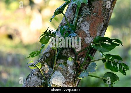 Volcán MIRAVALLES, PROVINCIA di ALUAJUELA, COSTA RICA: Piante di Monstera adansonii (a/k/a Swiss Cheese Plant) nella giungla di Volcán Miravalles. Foto Stock