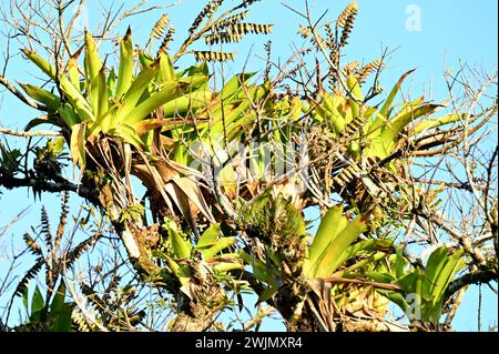Volcán MIRAVALLES, PROVINCIA di ALUAJUELA, COSTA RICA: Vista naturale delle bromeliadi, note anche come piante d'aria, su un albero vicino a Volcán Miravalles. Foto Stock