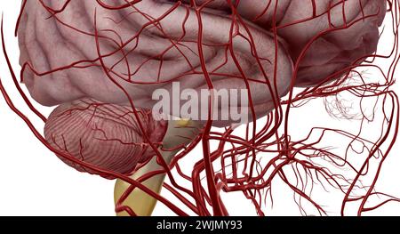 Aiuta il flusso sanguigno dalle parti anteriore e posteriore del cervello. È una componente della circolazione cerebrale ed è costituita da cinque arteri Foto Stock