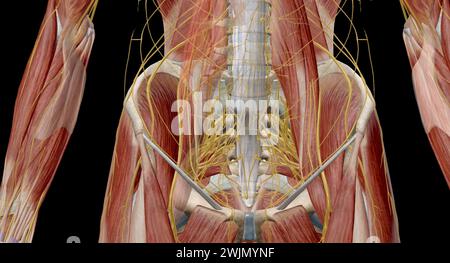 Il plesso lombbosacrale è una rete di fibre nervose, derivate dalle radici dei nervi lombari e sacrali spinali che si diramano per formare il supporto nervoso Foto Stock