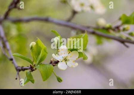 Prunus cerasus fiori di albero fiorito, gruppo di bellissimi petali bianchi crostata nani fiori di ciliegio in fiore.Giardino albero da frutto con fiori di fiore Foto Stock