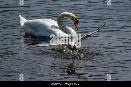 il cigno e un gabbiano decollano dal lago Foto Stock