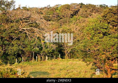 Volcán MIRAVALLES, PROVINCIA di ALUAJUELA, COSTA RICA: Vista naturale della giungla vicino a Volcán Miravalles nella provincia di Aluajuela, Costa Rica. Foto Stock