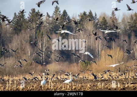 Un esempio di svernamento misto di uccelli acquatici [oca fagiana (Anser fabalis) e cigno percosso (Cygnus cygnus) su terreni agricoli (campi di mais) a nord Foto Stock