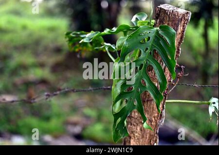 Volcán MIRAVALLES, PROVINCIA di ALUAJUELA, COSTA RICA: Piante di Monstera adansonii (a/k/a Swiss Cheese Plant) nella giungla di Volcán Miravalles, Costa Rica. Foto Stock