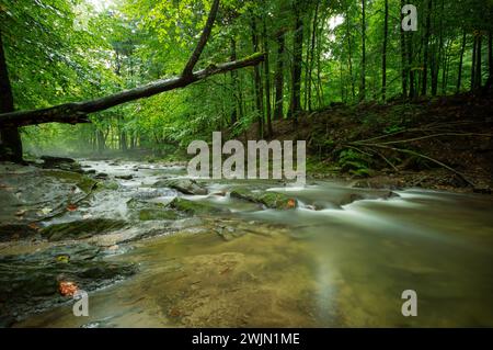 Hylaty Strem, piccolo torrente nella foresta decidua verde dopo la pioggia, Zatwarnica, Bieszczady. Paesaggio idilliaco. Natura pura, ecologia, ambiente Foto Stock