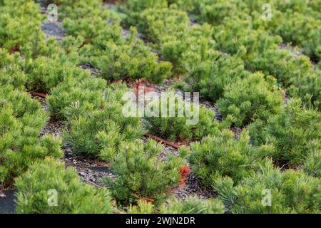 Piantine di pino di montagna (Pinus mugo). Sistema di irrigazione vegetale. Trucioli di legno su geotessile Foto Stock