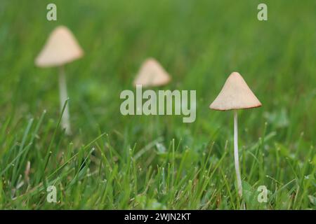 Tre piccoli funghi che crescono nell'erba Foto Stock