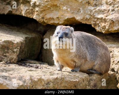 Primo piano dell'hyrax di roccia (Procavia capensis) chiamato anche dassie, Cape hyrax, coniglio di roccia, su pietra Foto Stock