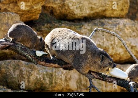 Tre hyrax di roccia (Procavia capensis) chiamato anche dassie, Cape hyrax, coniglio di roccia, mangiando verdure sulla pietra Foto Stock
