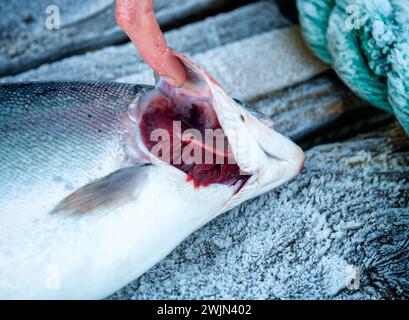 Trota di trota iridea in una fattoria di lago marino sulla costa occidentale della Scozia in inverno Foto Stock