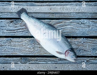 Trota di trota iridea in una fattoria di lago marino sulla costa occidentale della Scozia in inverno Foto Stock