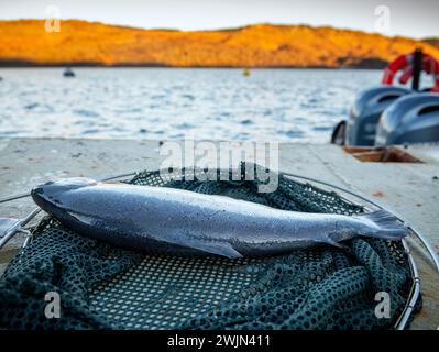 Trota di trota iridea in una fattoria di lago marino sulla costa occidentale della Scozia in inverno Foto Stock