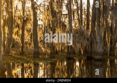 Luce dorata all'alba su cipressi calvi drappeggiati di muschio spagnolo in un lago nel bacino di Atchafalaya in Louisiana. Il Giacinto idrico invasivo copre t Foto Stock