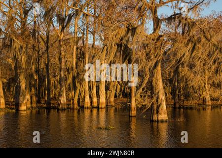 Luce dorata all'alba su cipressi calvi drappeggiati di muschio spagnolo in un lago nel bacino di Atchafalaya in Louisiana. Foto Stock