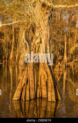 Un tronco di cipresso calvo vecchio sviluppo nel lago Dauterive nel bacino Atchafalaya o palude in Louisiana. Foto Stock