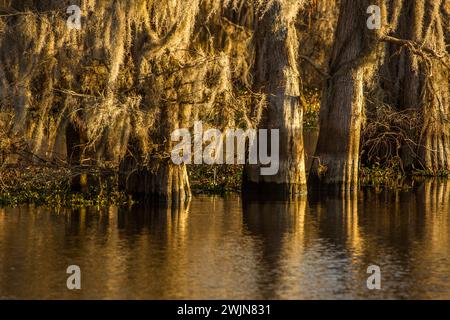 Il muschio spagnolo è appeso a cipressi calvi in un lago nel bacino di Atchafalaya in Louisiana. Foto Stock