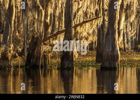 Il muschio spagnolo è appeso a cipressi calvi in un lago nel bacino di Atchafalaya in Louisiana. Foto Stock