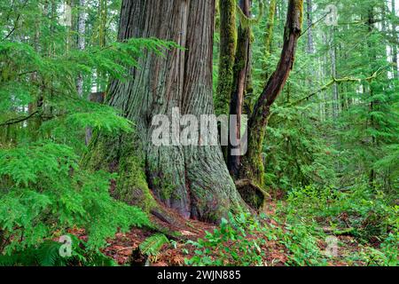 Cedro rosso occidentale a Elk Falls Provincial Park, Campbell River, BC Canada Foto Stock