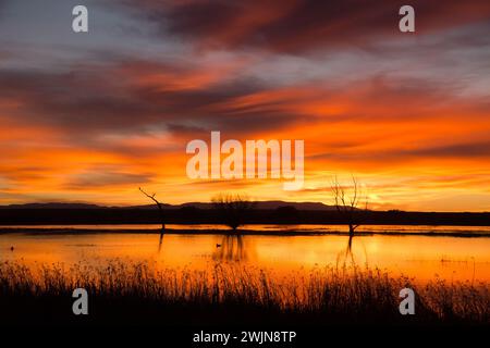 Nuvole colorate sopra uno stagno prima dell'alba al Bosque del Apache National Wildlife Refuge nel New Mexico. Un'aquila calva è arroccata sull'albero a l Foto Stock