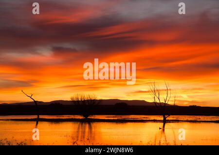 Nuvole colorate sopra uno stagno prima dell'alba al Bosque del Apache National Wildlife Refuge nel New Mexico. Un'aquila calva è arroccata sull'albero a l Foto Stock