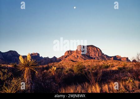 La luna sui monti Chisos con una pianta Yucca di Soaptree in fiore nel Big Bend National Park in Texas. Foto Stock