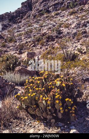 Un Cactus di pere cieche, Opuntia rufida, in fiore su una collina rocciosa nel Big Bend National Park in Texas. Foto Stock