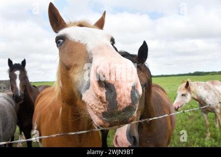 Cavallo curioso estende il naso sopra la recinzione di filo spinato. Il naso è sporco e disordinato. Foto Stock