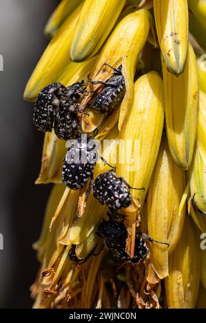 Mediterraneo Spotted Chafer, Oxythyrea funesta, anche noto come Barbary Beetle su fiori gialli di Aloe vera, Fuerteventura, isole canarie, Spagna Foto Stock