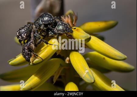 Mediterraneo Spotted Chafer, Oxythyrea funesta, anche noto come Barbary Beetle su fiori gialli di Aloe vera, Fuerteventura, isole canarie, Spagna Foto Stock