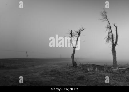 triste paesaggio di alberi e forme circondato dalla nebbia Foto Stock