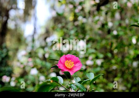 Varietà Camellia hiemalis Kanjiro; fiori rosa con stami gialli e gocce di pioggia sui petali. Foto Stock