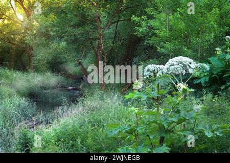 fiume della foresta ricoperto di nebbia leggera con i raggi del sole estivo che brillano attraverso il fogliame Foto Stock